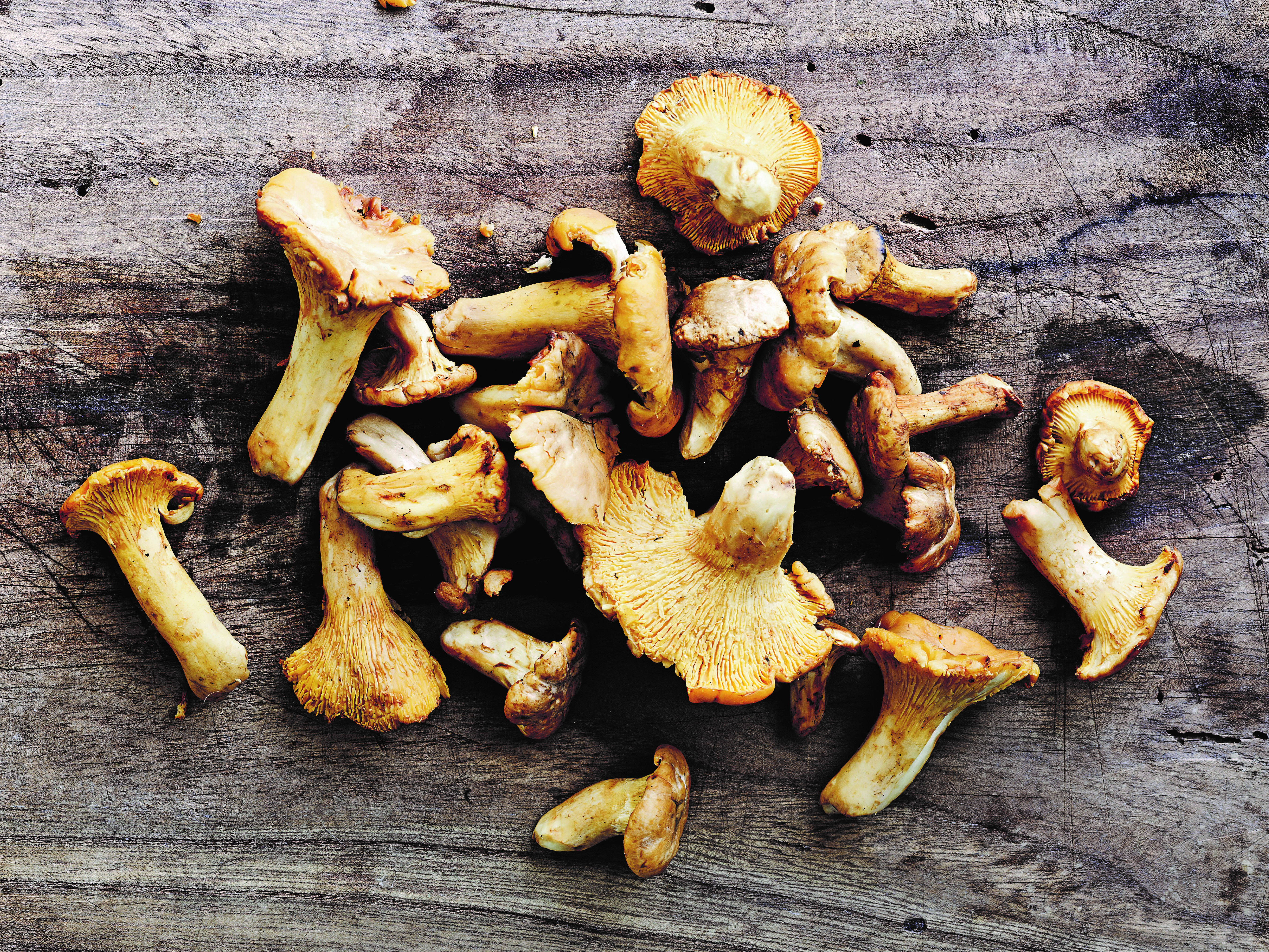 Kantarel billede efterårsferie